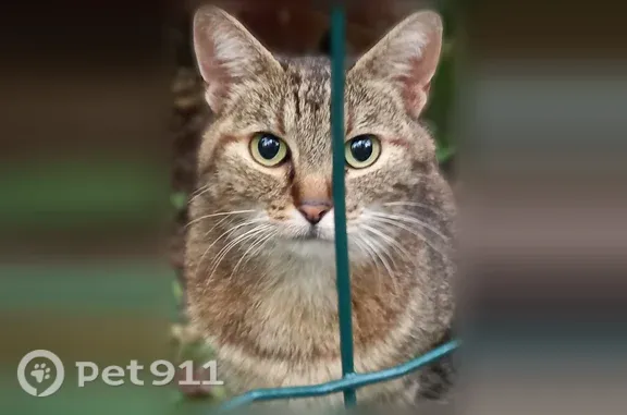 Chat perdu, Allée Robert Ricordeau, Clichy-sous-Bois — femelle - photo