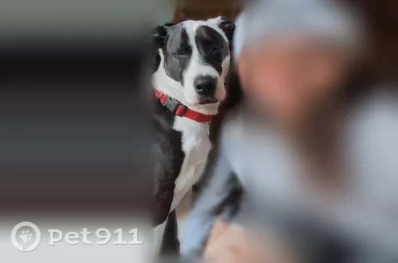Lost female dog, Thomas Circle, 1838, Jacksonville - skittish, red collar - photo