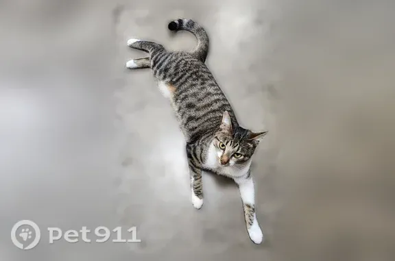 Lost cat, Half Mile Road, 200, Bowie - young neutered male tabby - photo