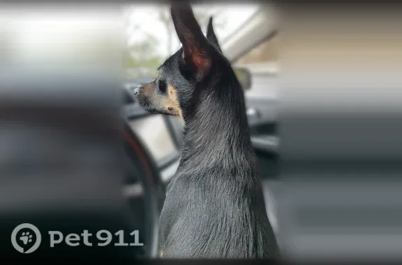 Lost dog, Macarthur Avenue, Brentwood, Great River - small black male - photo