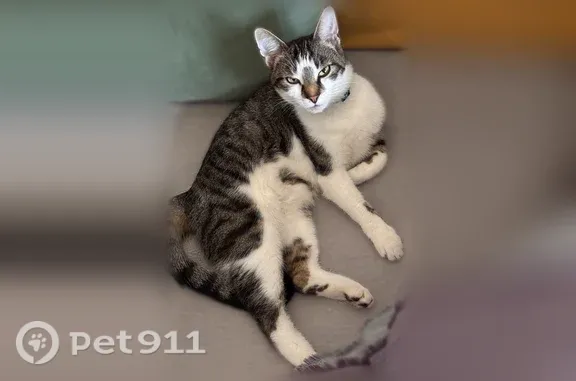 Chat perdu mâle, Rue Léon Gambetta, 295, Lille — tigré, collier blanc plastique - photo