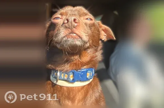 Lost dog, East Cavanaugh Road, Lansing - male, chocolate brown, blue collar - photo