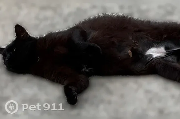 Found cat, Clarendon Drive, 51...
