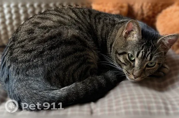 Chat perdu mâle, Rue des Bons Enfants, 120, Rouen — tigré, yeux verts - photo