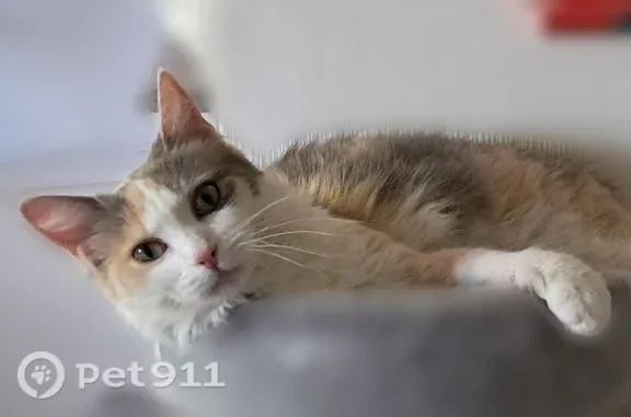 Chat perdu femelle, Rue Emile Zola, 2, Sedan - chatte tricolore - photo