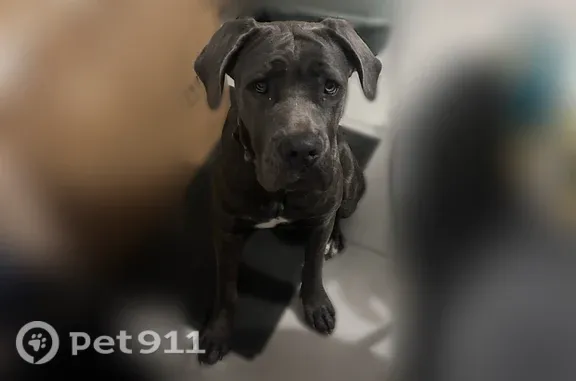 Chien perdu femelle, Rue Charles Baudelaire, 10, Surgères - grise, très peureuse - photo