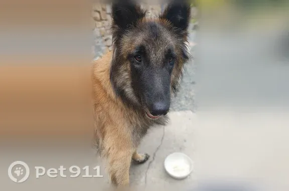Chien perdu mâle, Rue du Gué de l'Orme, 50, Toulon - fauve, pucé - photo