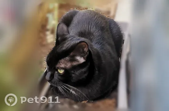 Chat perdu, Lyon 02, photo: Chat perdu, femelle, Rue Gilibert, 23, Lyon - pucée
