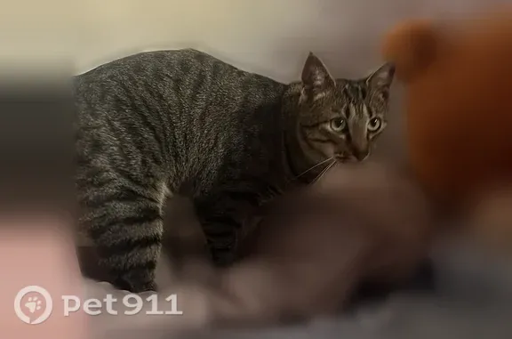 Chat perdu mâle, Rue de la Galerne, Langueux - européen tigré noir et marron - photo