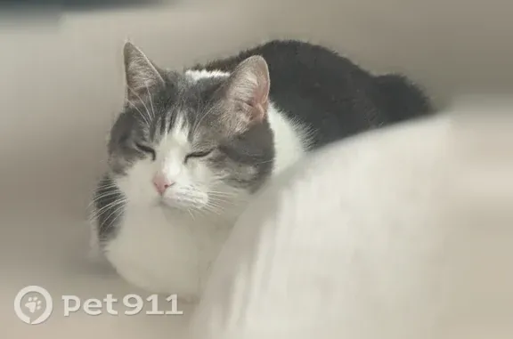 Chat perdu mâle, Rue Marcel Belot, 1518, Bourges - blanc et gris, yeux verts - photo