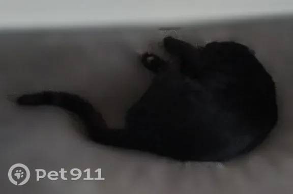 Chat perdu mâle, Rue de Lille, 56, Roncq — noir, tête triangulaire, pucé - photo