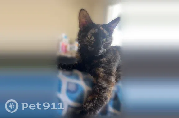 Chat disparu Fille, Buxerolles (fl597984) - photo
