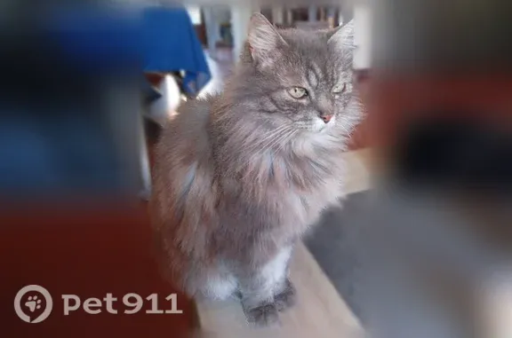 Chat perdu mâle, Rue des Millères, 14, Saint-Estève - gris, poils longs - photo