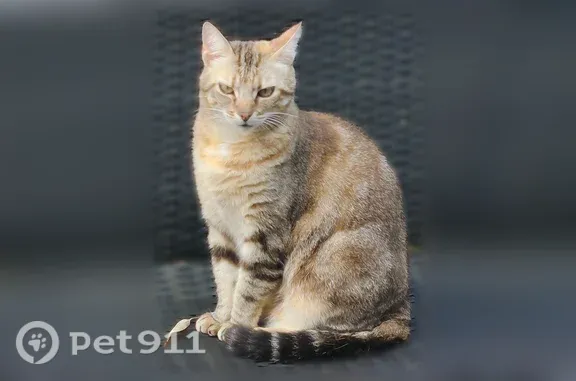 Chat perdu, Chemin du Cayran, Cieurac, Lalbenque - femelle tigrée beige, pucée - photo