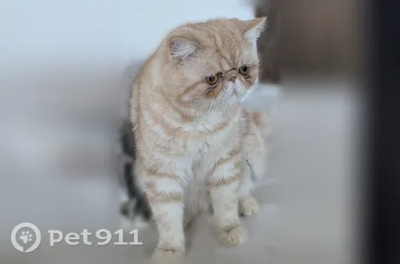 Chat perdu mâle, Chemin de Vai Aure, Collias, Liré - nez écrasé, gentil - photo