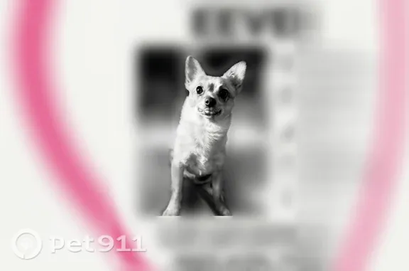 Missing dog Boardman, photo: Lost dog, Mount Adams Avenue Southwest, 756, Boardman - female