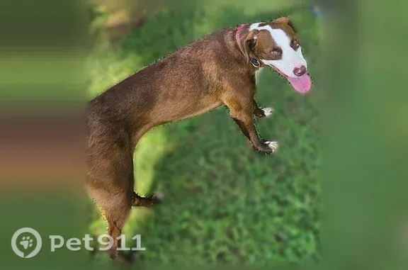 Found dog Huntsville, photo: Found dog, Blake Bottom Road Northwest, Huntsville - brown with white face and 3 black