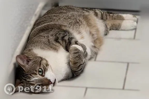 Chat perdu, Nîmes, photo: Chat perdu mâle, Place Maréchal Gallieni, Nîmes - très câlin et sans beaucoup de dents
