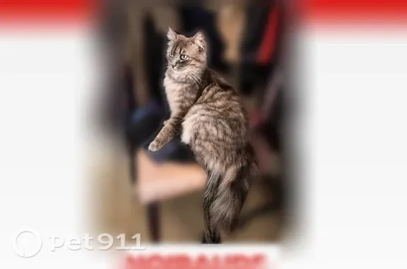 Chat perdu mâle, Trédaniel, Brest - gris, blanc et touches de marron - photo
