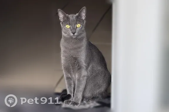 Chat perdu femelle, Impasse Jaféine, 4, Gujan-Mestras - grise, tatouée et pucée - photo