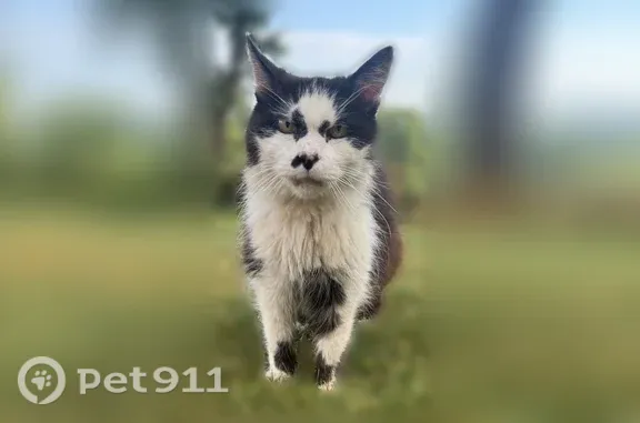 Chat trouvé Plougoumelen, photo: Chat trouvé, Plougoumelen, Bretagne, Plumelec - non tatoué ni pucé