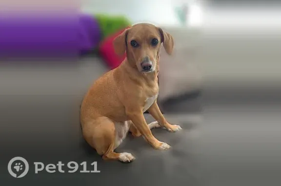 Missing dog Arlington, photo: Lost dog, Southwest 173rd Avenue, 16050, Miami - female, small, muscular