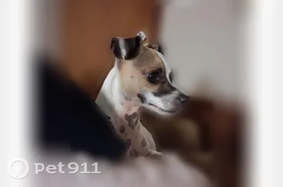 Lost dog, West Main Street, 107, Walnut Ridge - male - photo
