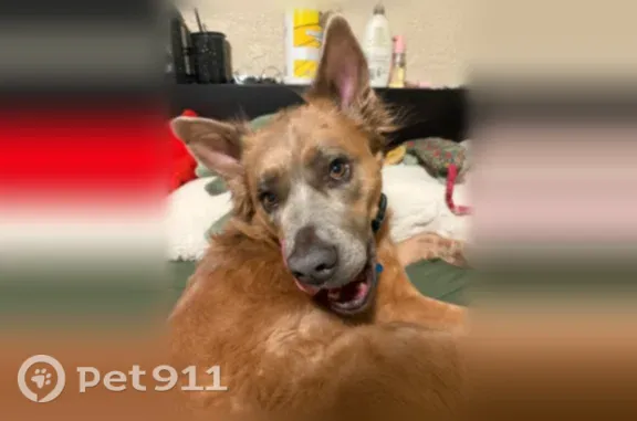 Lost dog, West Willamette Avenue, 512, Colorado Springs - very friendly, pointy ears - photo