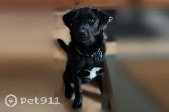 Lost dog, Clay Center, Ohio, Columbus - very friendly, medium-sized black lab with a collar - photo