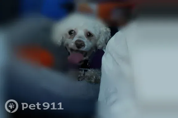 Lost dog, Lady Liberty Way, 314, Lexington - female, white miniature poodle mix with thinning hair - photo