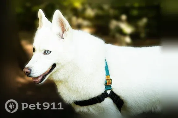 Missing dog Steilacoom, photo: Lost dog, 12th Avenue Southwest, 8430, Seattle, Steilacoom — male, blind in one eye