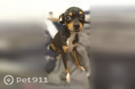 Lost dog, South Jackson Street, 582, Decatur - female chihuahua, no chip, no collar - photo