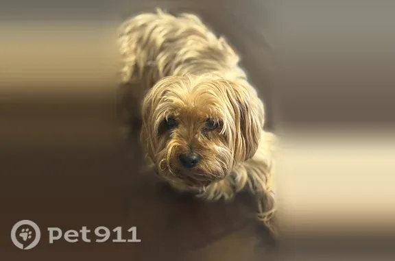 Lost dog, Raquet Court, 4935, Duluth - male - photo