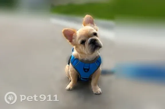 Lost dog, South 63rd Drive, 3847, Phoenix - male, blonde, 7 months - photo