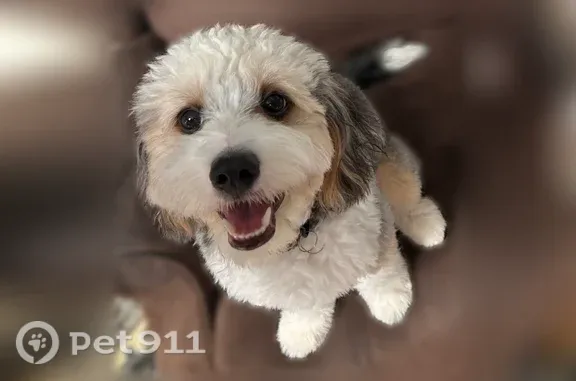 Lost dog, Todd Road, 152, Perry - male Bernadoodle - photo