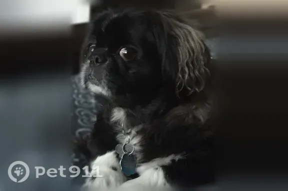Lost dog, Pine Grove Drive, Savannah - male, black with white chest and paws - photo