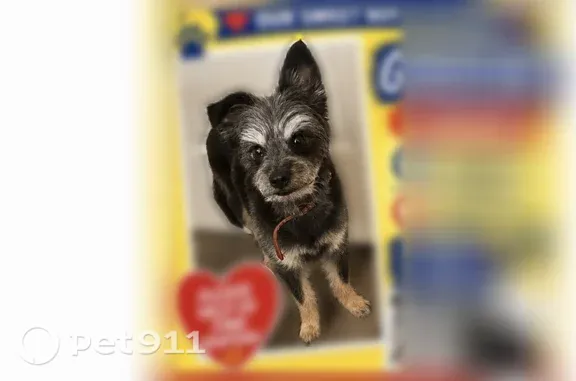 Lost dog, Stockbridge, Atlanta - very friendly - photo
