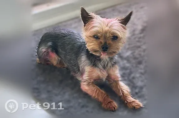 Lost dog, South Windmill Road, 16052, Lockport - very tiny 4 lb yorkie - photo