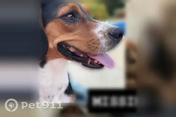 Lost dog, female, Skill Road, 1330, Eagle Springs, Charlotte - beagle/hound mix with a pink/purple reflector collar - photo
