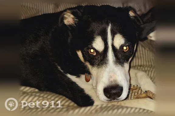 Lost dog, Grant Road, 1553, Sevierville - male husky mix, microchipped - photo