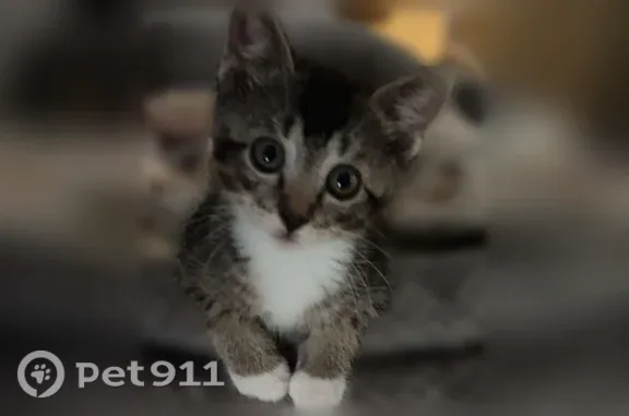 Lost cat, Chicago Street Northeast, 107, Gravette - male tabby kitten - photo