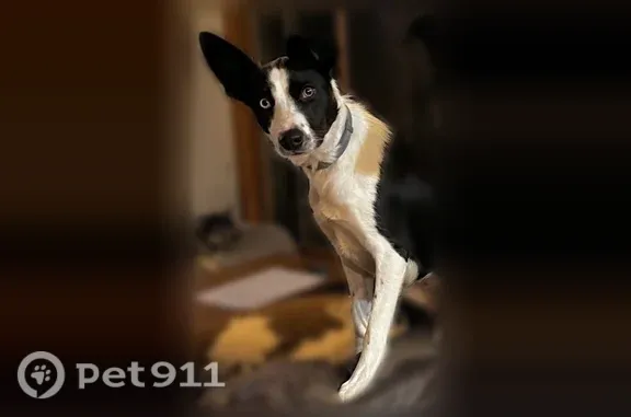 Black and white border collie, female, smooth coated, one blue eye, one brown. Wearing a blue crystal collar