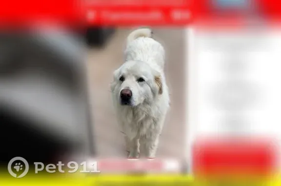 Nala is a fluffy, white dog. Her right rear thigh is shaved due to a recent surgery. Her ankles are also shaved. She has a pink collar and is attached to a black leash. She got away while transferring from car to vet. She is a livestock guardian dog and is uncomfortable in the car, on leash, and in enclosed spaces.