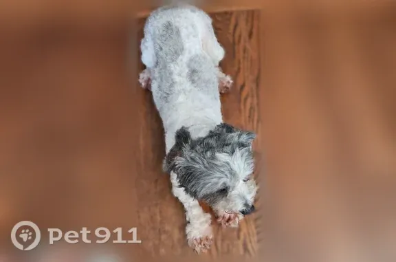Lost dog, Brunswick Avenue South, 3271, St. Louis Park — female, floral collar - photo