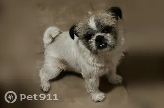 Lost dog, West Ocotillo Road, 6337, Glendale - small white dog with black ears - photo