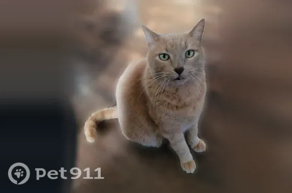 Lost cat, East Huntsville Road, 311, Fayetteville - male, tan/light orange with a black spot on his nose - photo