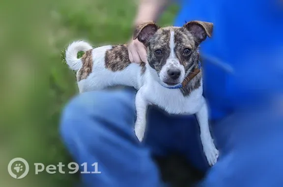 Lost dog female, Redstone Hill, 33, Plainville, Waterbury - 6-month-old Jack Russell Terrier mix, dark collar with tags - photo