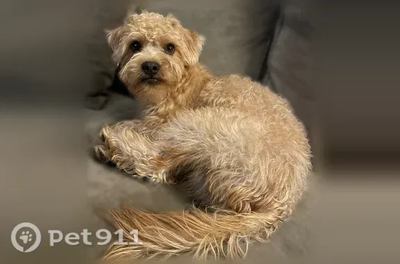 Lost dog, Pondway, 16, Manorville - male, light brown, fluffy - photo