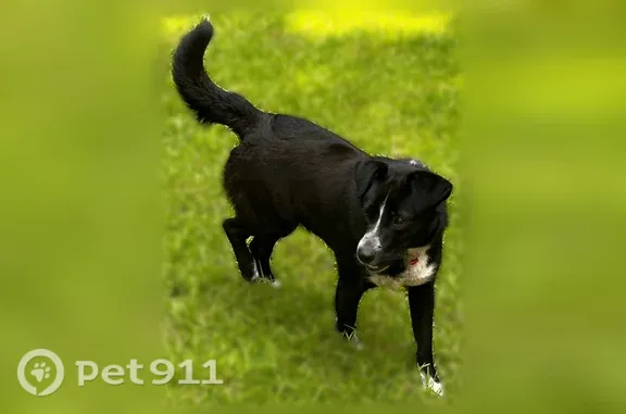 Found dog, Burgaw Highway, 171...