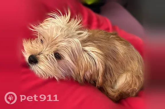 Lost dog, Oriskany Way, 1434, Baltimore - small long-haired brown Yorkie, last seen at Woodbridge station - photo